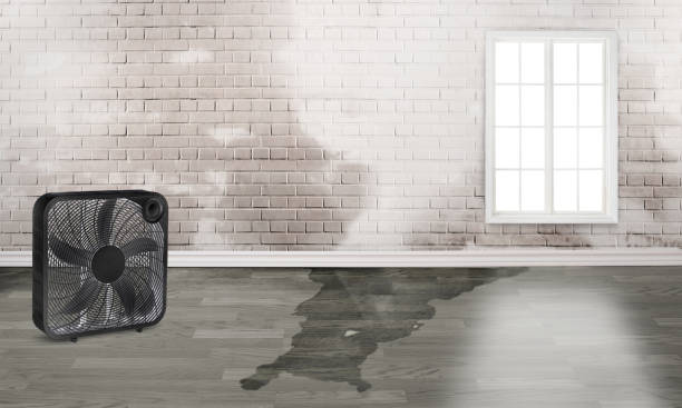 Best Mold removal after water damage  in San Pablo, NM